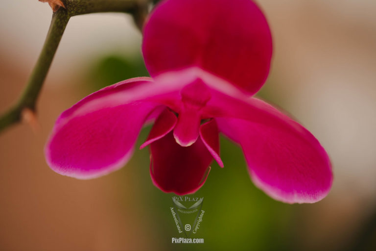 Closeup orchid flower photo